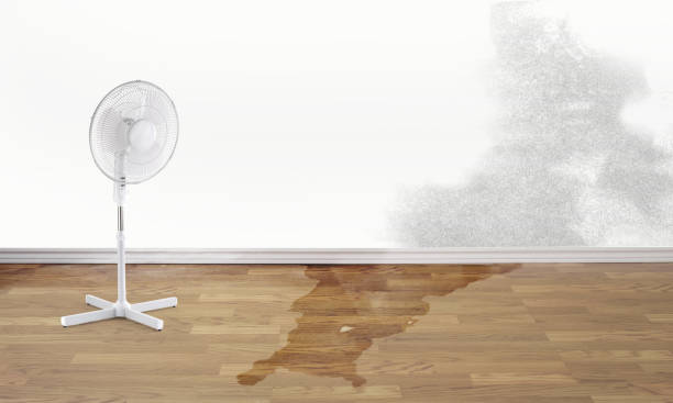Best Professional water damage repair  in Livonia, LA